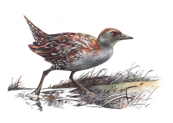 Baillon's Crake