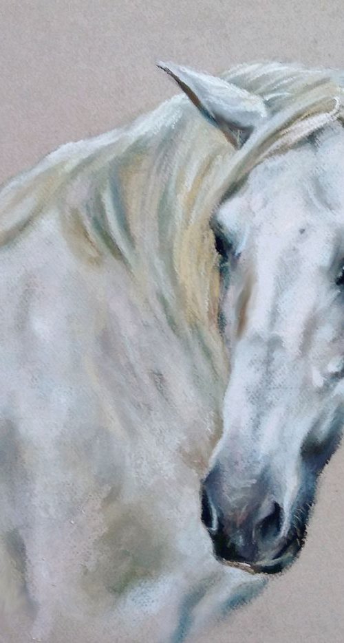 A series of horse portraits White by Magdalena Palega