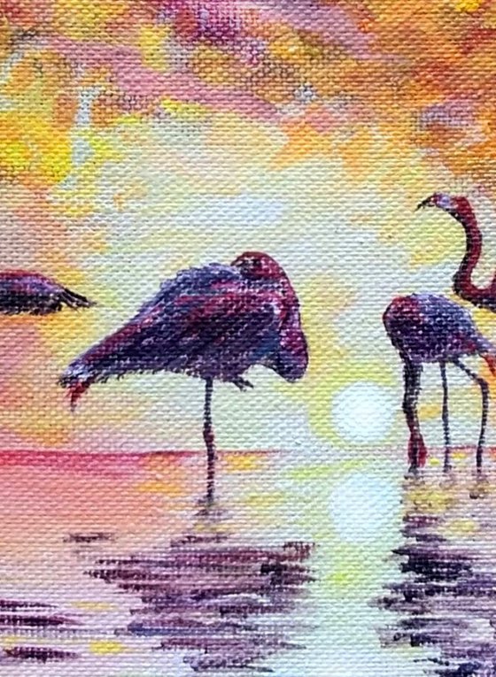 African flamingos at sunrise