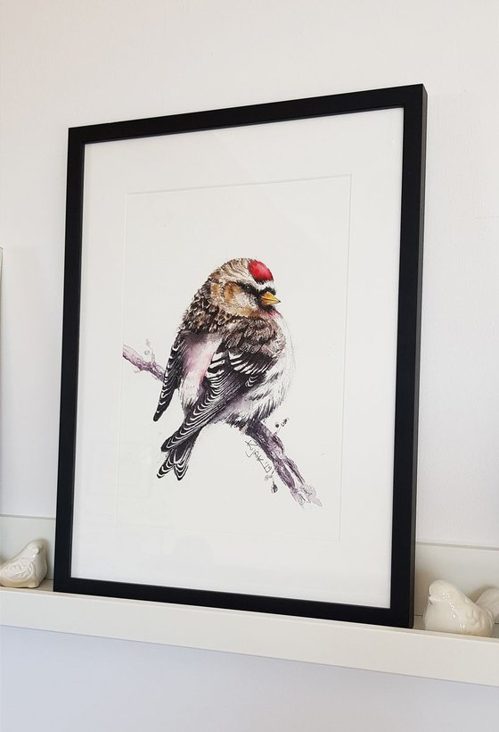 Common Redpoll,  birds, wildlife watercolours