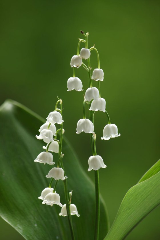 Two lily