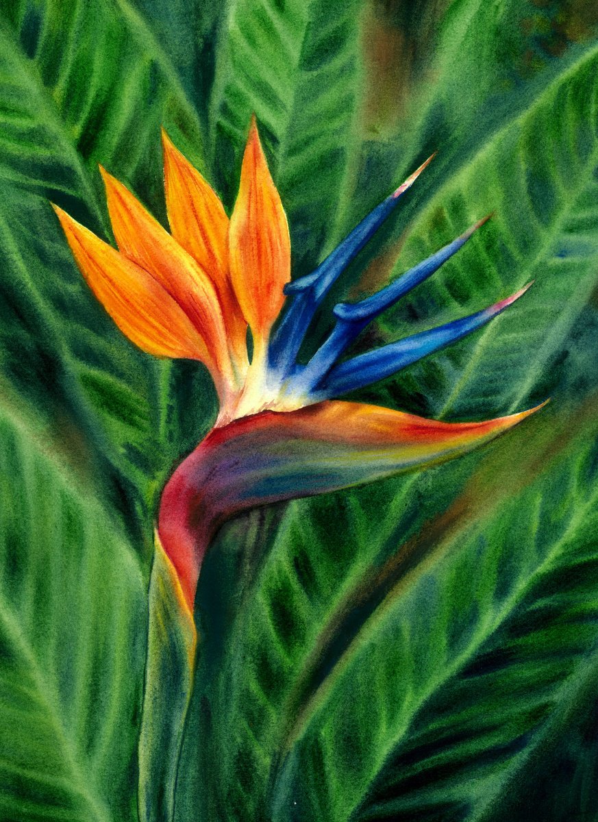 Expressive Watercolour , Bird Of Paradise By Maryna Boiko, 12 X 16, Artwork For Sale On Artfinder