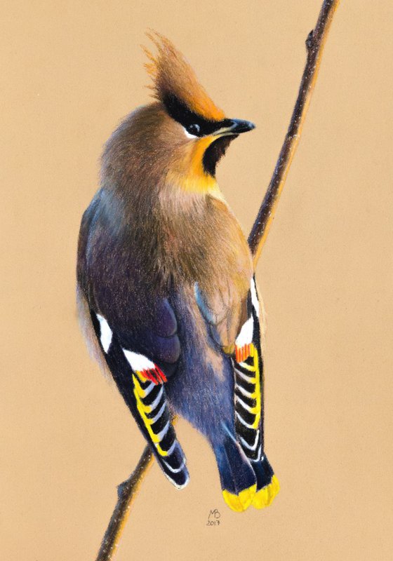 Original pastel drawing "Waxwing"