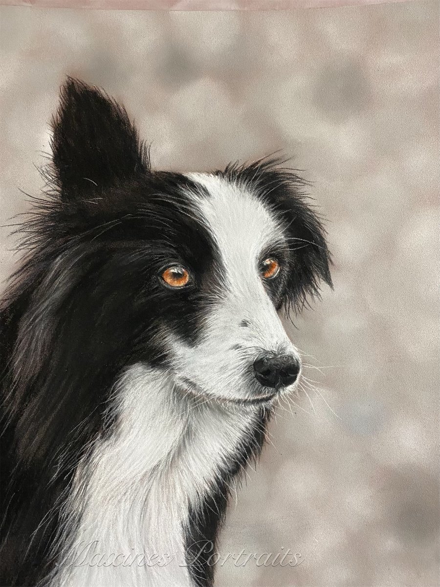 Collie by Maxine Taylor