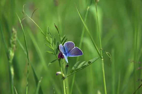 Blue butterfly II