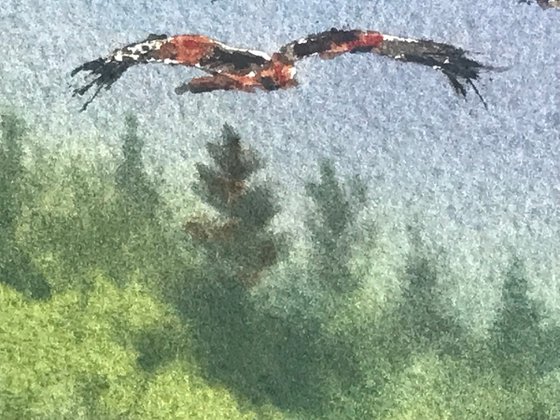Red Kites over Forestry