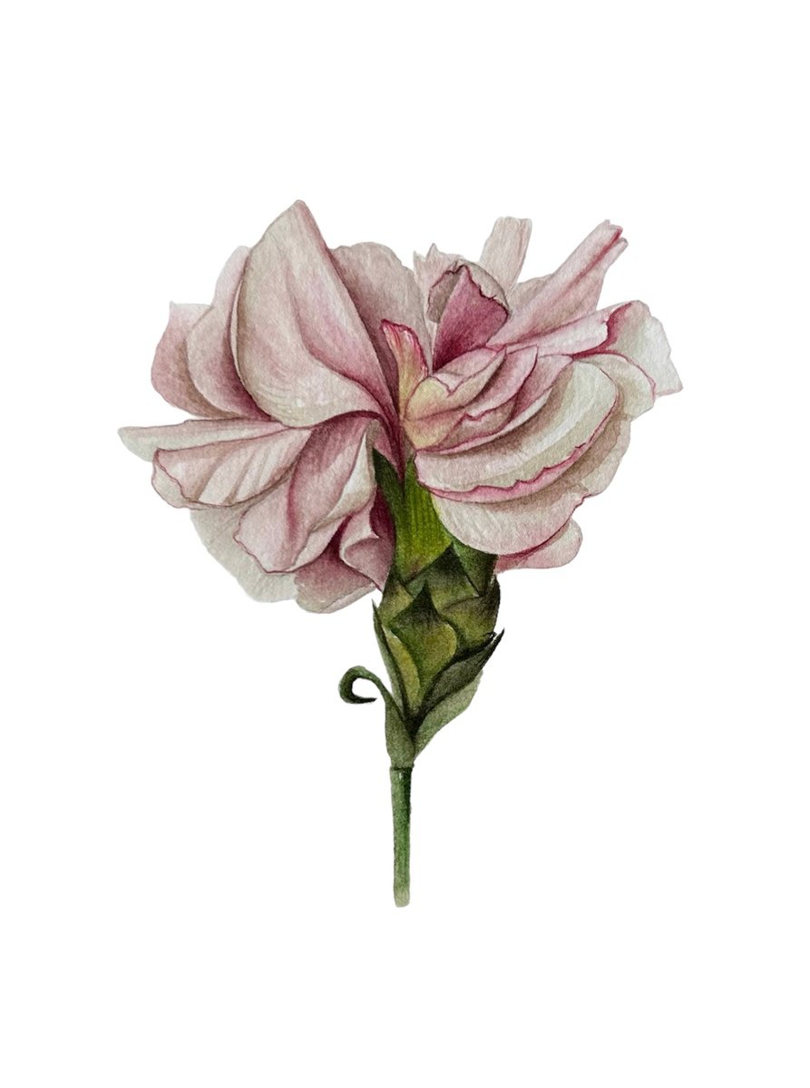 Illustrative Botanical Drawing By Julia Gorislavska, 6 X 8", Pink Carnation, Original Artwork