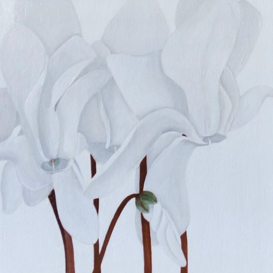 White Cyclamen Sails