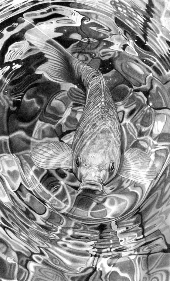 Koi Carp Pencil Drawing III