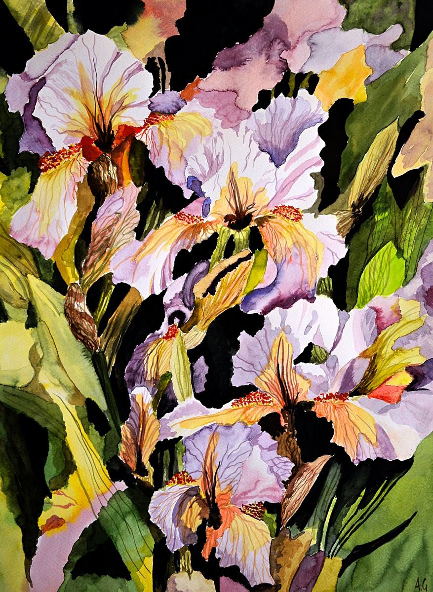Irises by Aneta Gajos