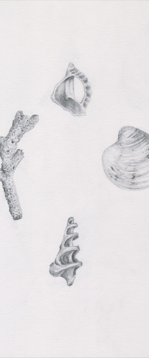 Shells and Coral Study in Pencil by Veronica Lamb