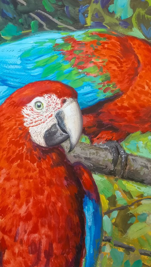Red macaws by Gabriel Hermida