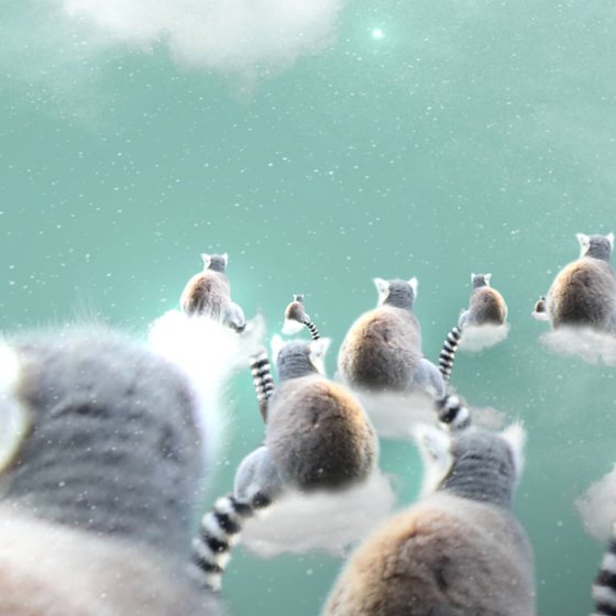 Lemurs