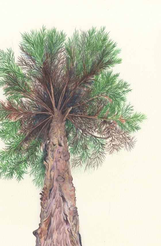 Himalayan Cedar tree