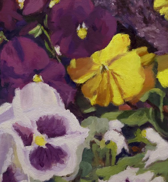 Fancy Pansies