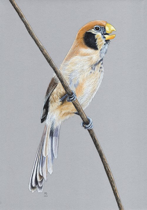 Spot-breasted Parrotbill by Mikhail Vedernikov