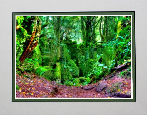 Forest Oasis by Robin Clarke