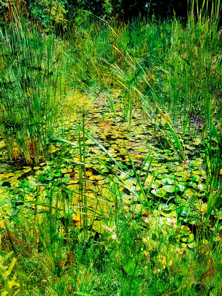 Impressionist pond by Viet Ha Tran