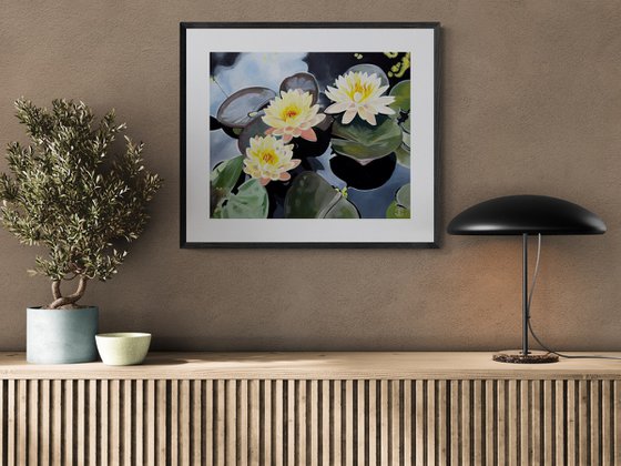 Bright Yellow Waterlillies