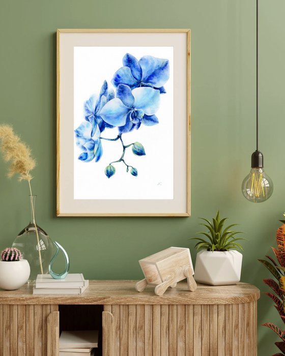 Blue orchids