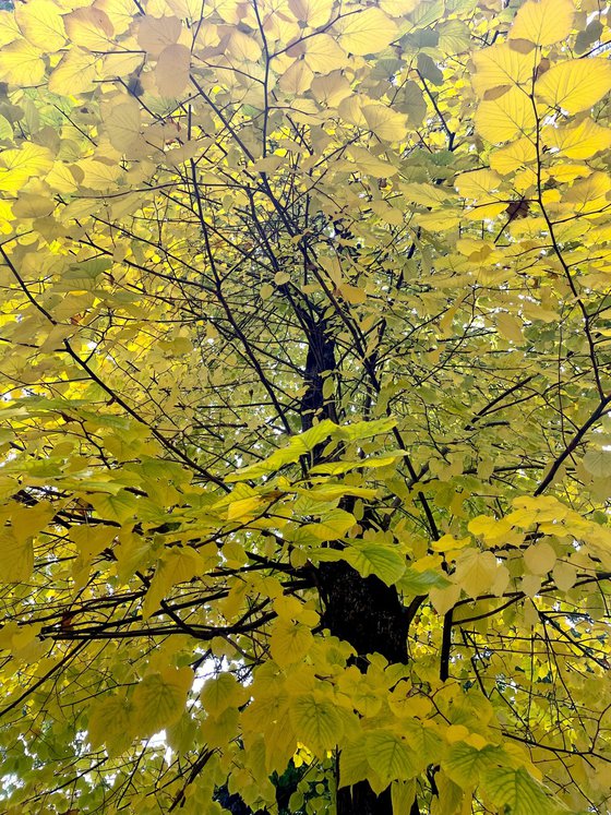 NT#147 yellow autumn #4