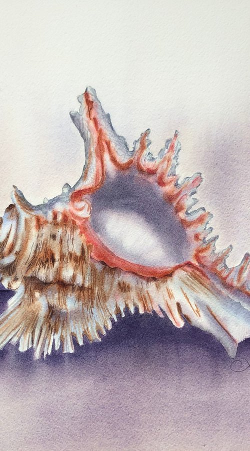 Sea shell still life by Alina Karpova