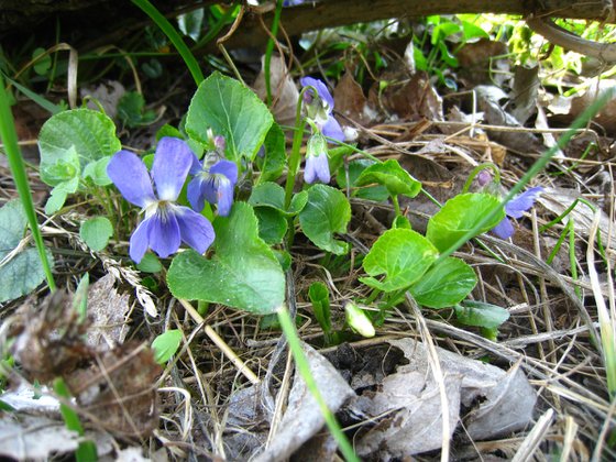 Violets in Spring Forest