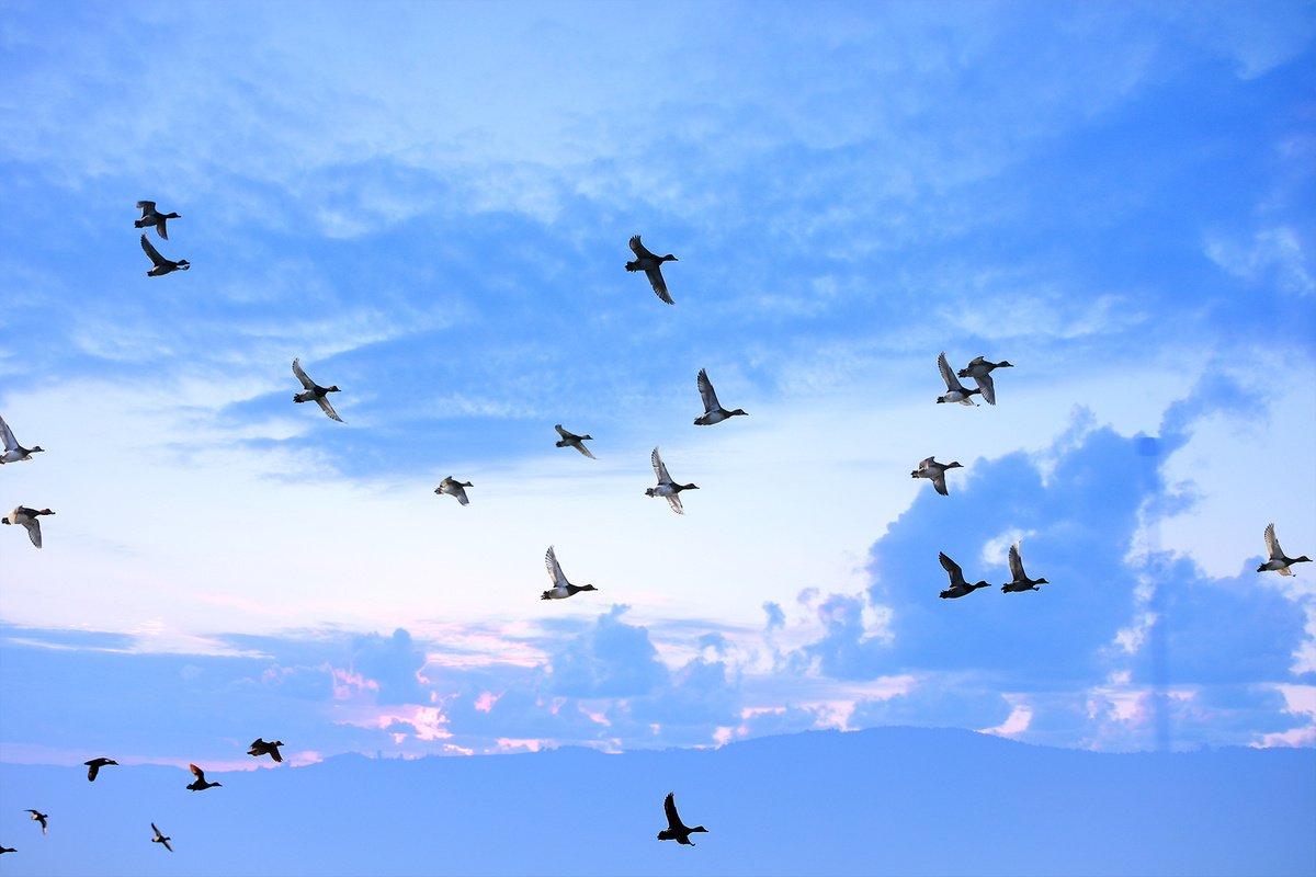 Expressive Animal Photograph By Ziesook You, 30 X 20", Move To Paradise, Original Artwork