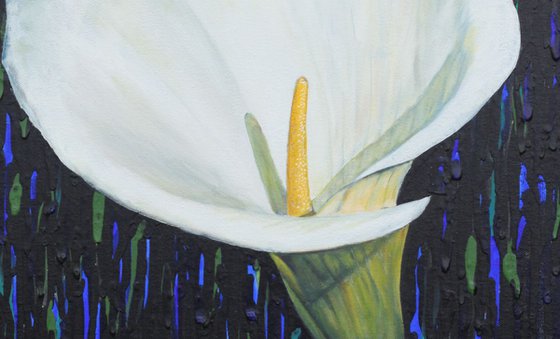 Calla lily