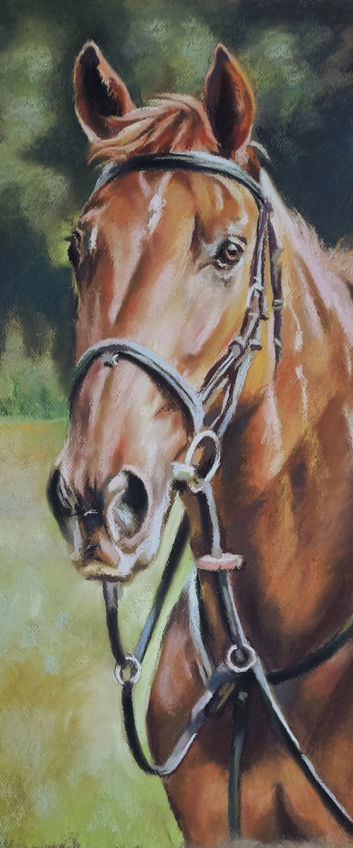 Horse portrait by Magdalena Palega
