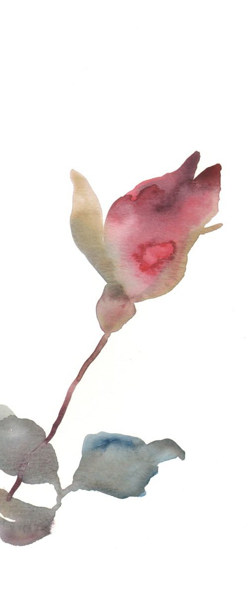 Rose Study No. 26 by Elizabeth Becker