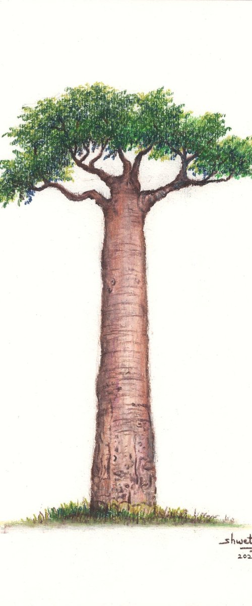 Baobab tree by Shweta  Mahajan