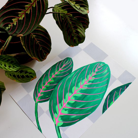 Prayer Plant Maranta Leaves against Wall on Unframed A4 Paper