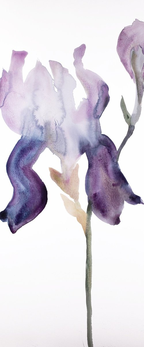 Iris No. 175 by Elizabeth Becker