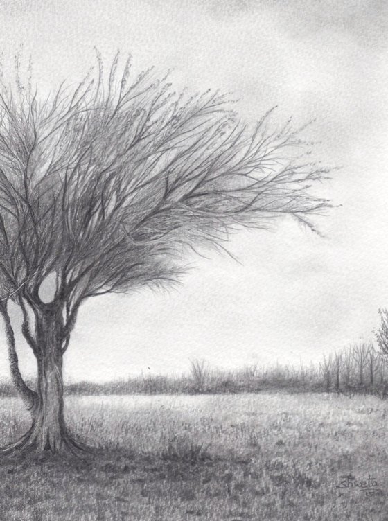 Mulga Desert Tree