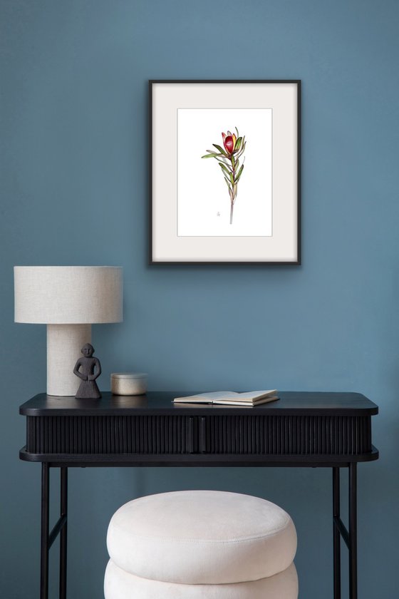 Leucadendron