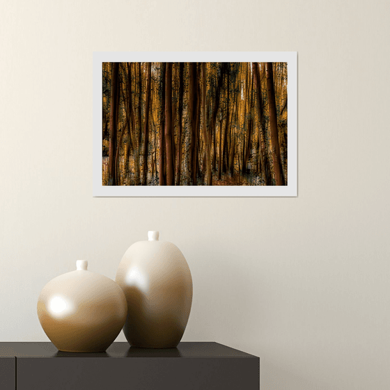 Abstract Forest 3. Limited Edition 1/50 15x10 inch Photographic Print