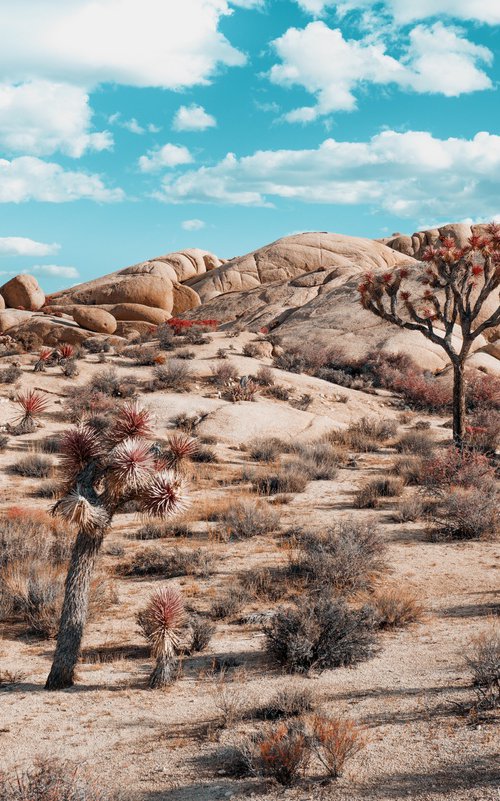 Joshua Tree I by Harv Greenberg