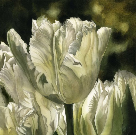 white parrot tulips in spring