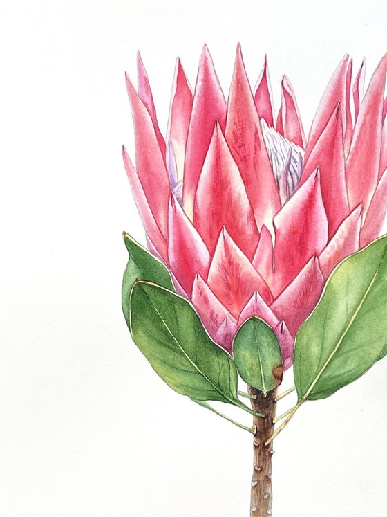 Protea. Original watercolour illustration