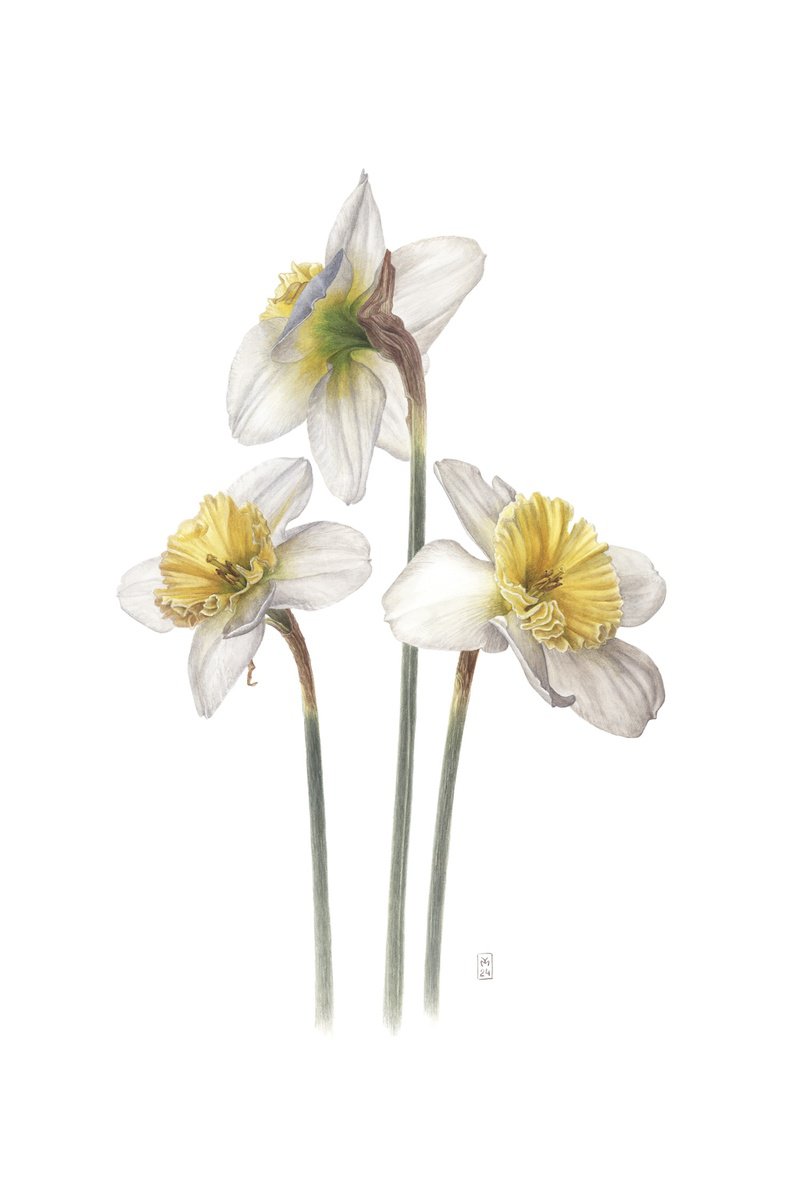 Photorealistic Botanical Watercolour By Yuliia Moiseieva, 15 X 22", Daffodil Flowers, Original Artwork