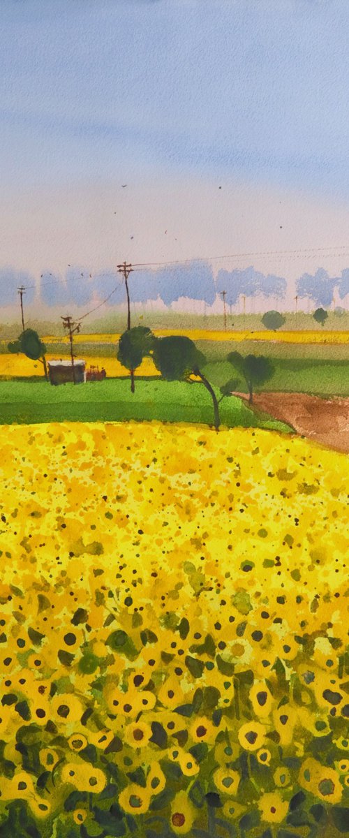 Sun flowers, yellowing greens by Prashant Prabhu