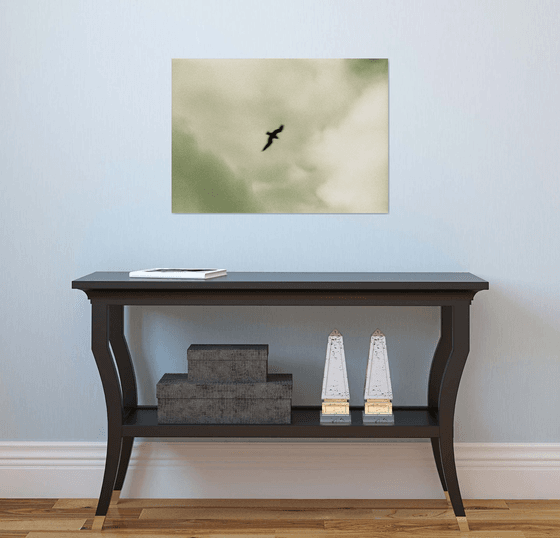 Bird