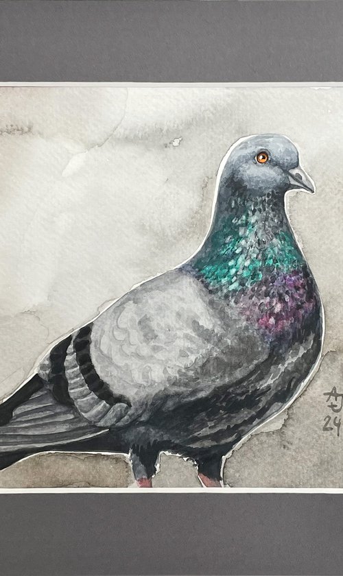 Pigeon (in gray :) by Jolanta Czarnecka