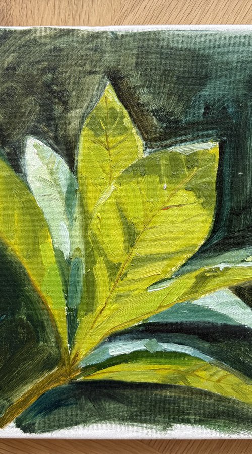 Green leaf by Kate Sosonna