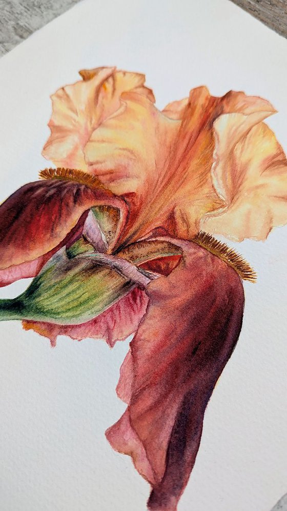 The Conversation of Buds