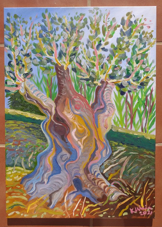 Olive tree SOLD