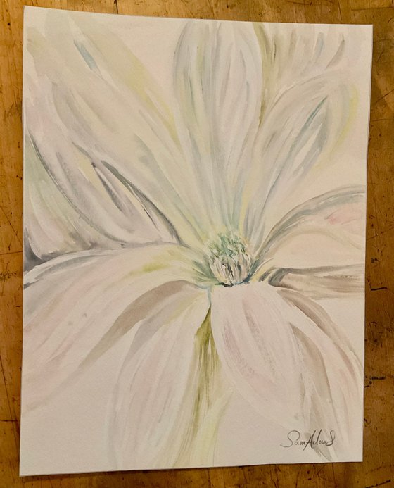 Magnolia flower