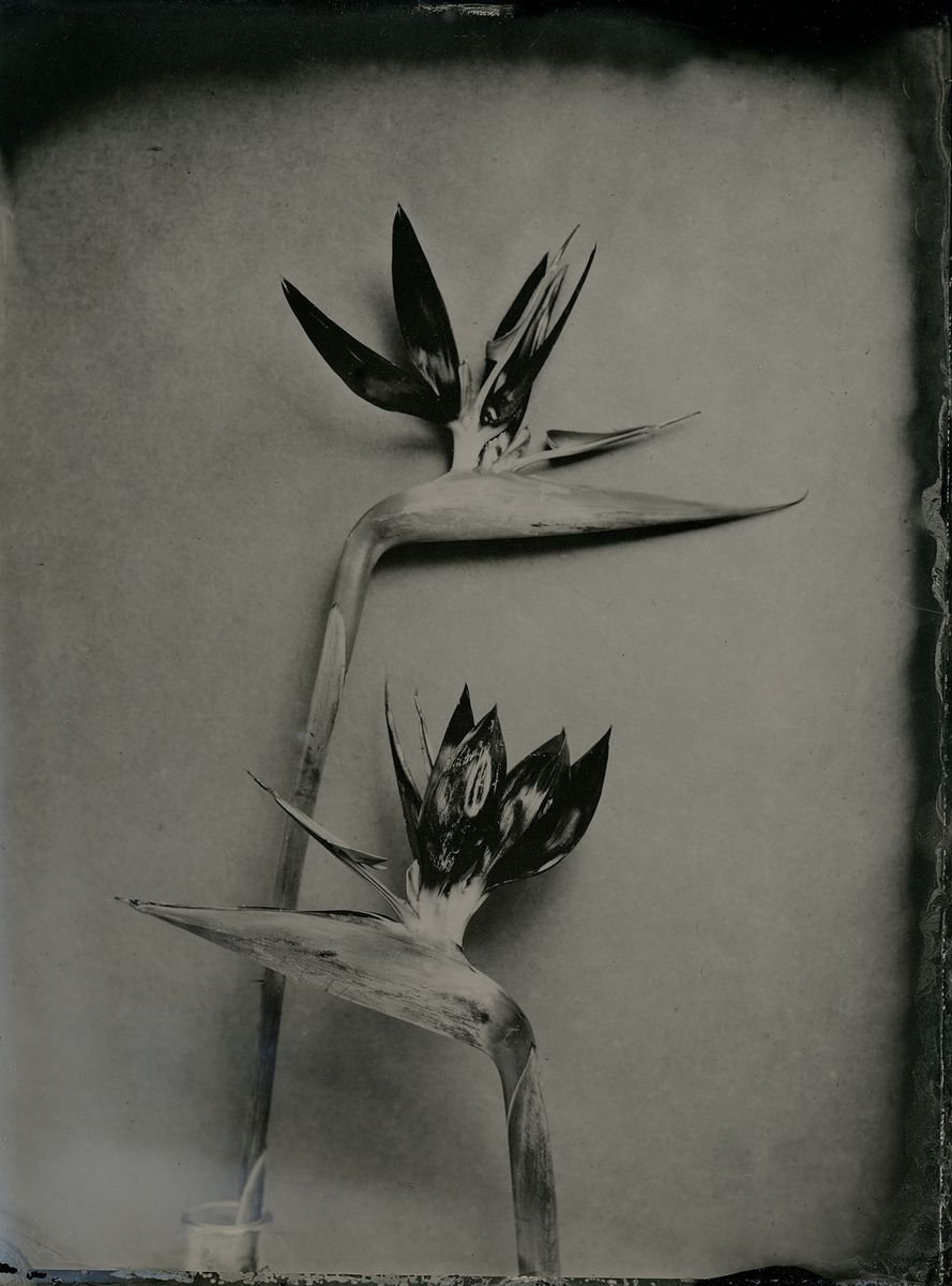 Photorealistic Botanical Photograph By Nicolas Laborie, 8 X 10", Bird Of Paradise, Original Artwork