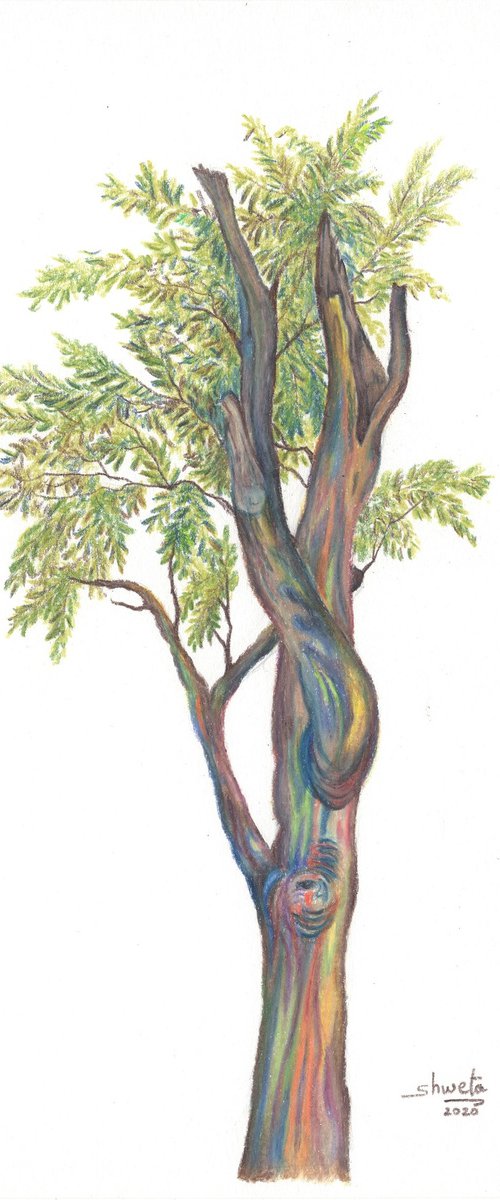 Rainbow Eucalyptus Tree by Shweta  Mahajan